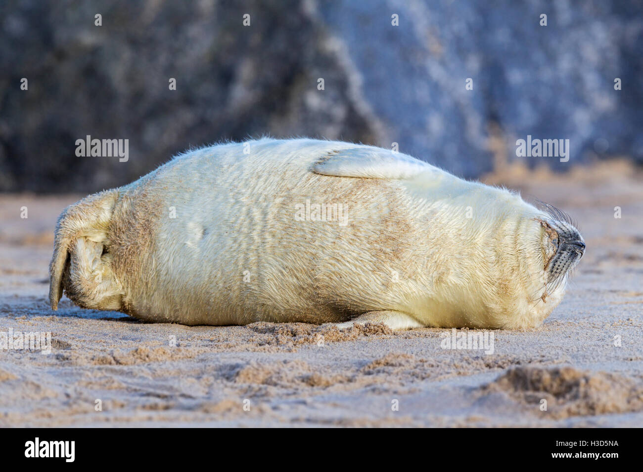 A white Grey seal pup stretches on its side on a beach, North Sea coast, Norfolk, England Stock Photo