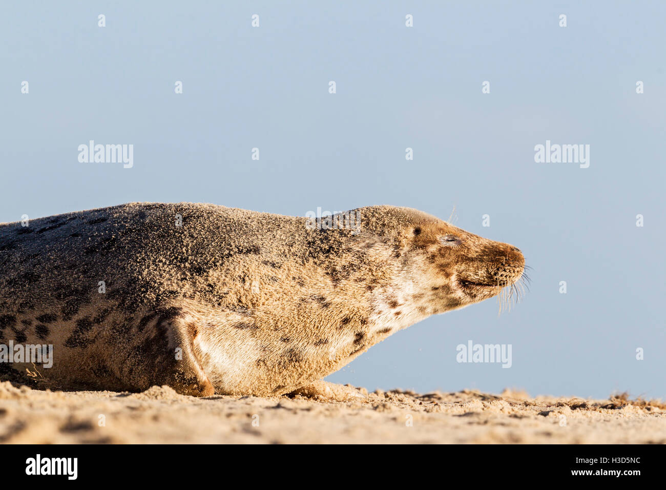 An adult female Grey seal resting on a beach, , North Sea coast, Norfolk, England Stock Photo