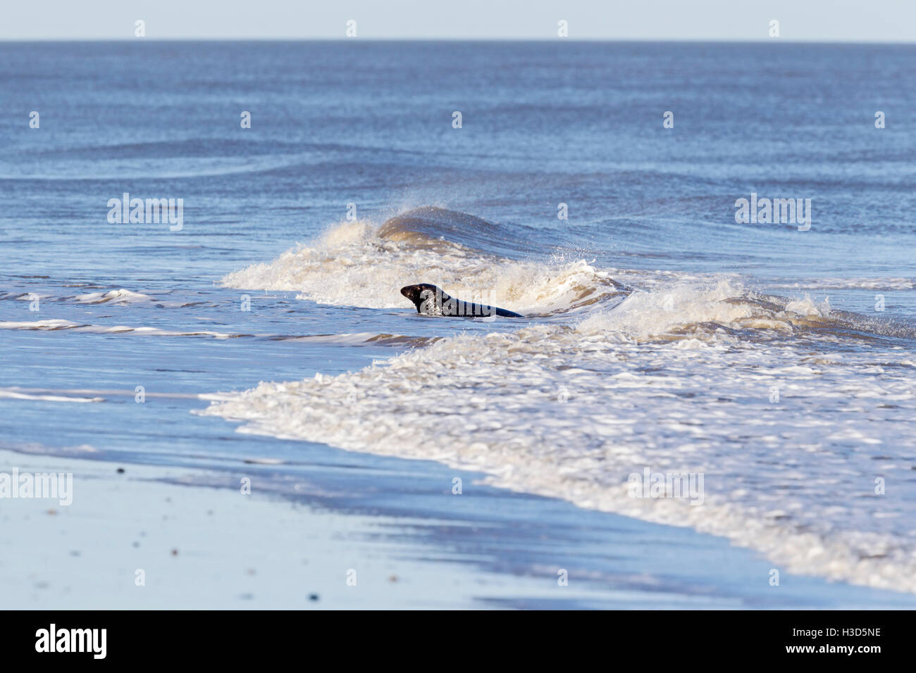 An adult male Grey seal comes ashore, North Sea coast, Norfolk, England Stock Photo