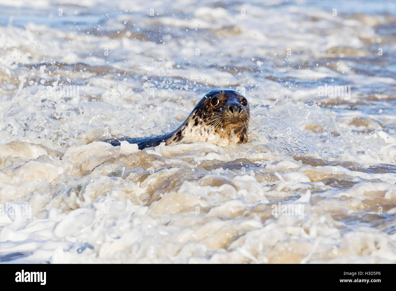An adult female Grey seal swims amidst the surf, North Sea coast, Norfolk, England Stock Photo