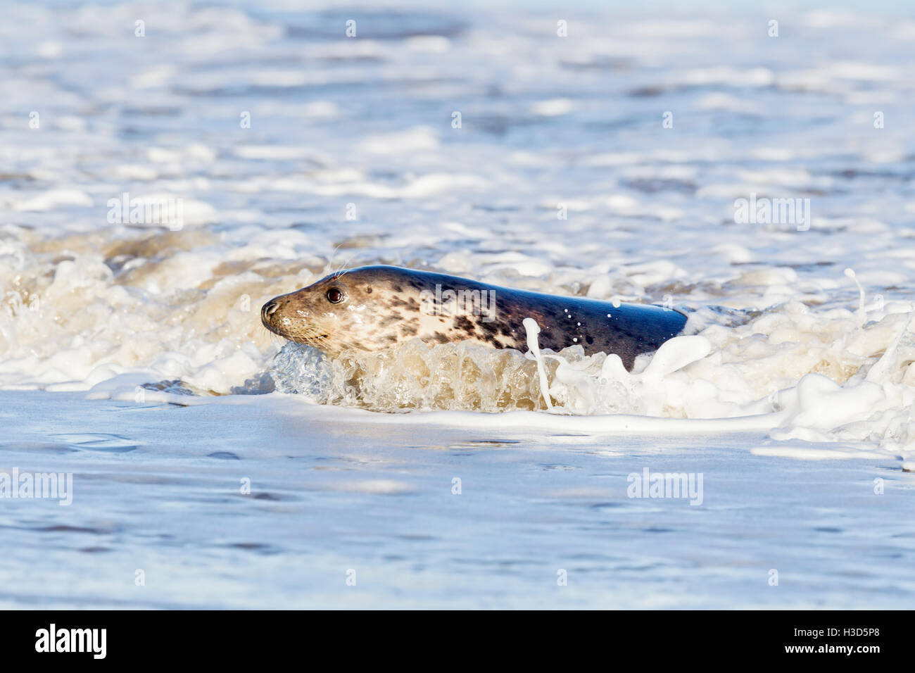 An adult female Grey seal is carried through the surf onto the beach by the waves, North Sea coast, Norfolk, England Stock Photo