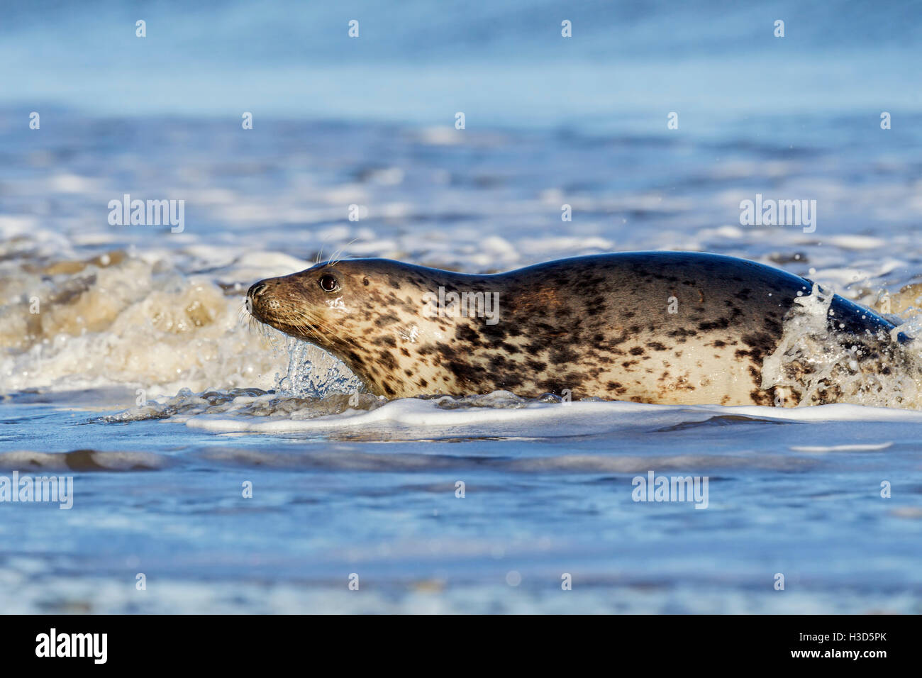 An adult female Grey seal is carried through the surf onto the beach by the waves, North Sea coast, Norfolk, England Stock Photo