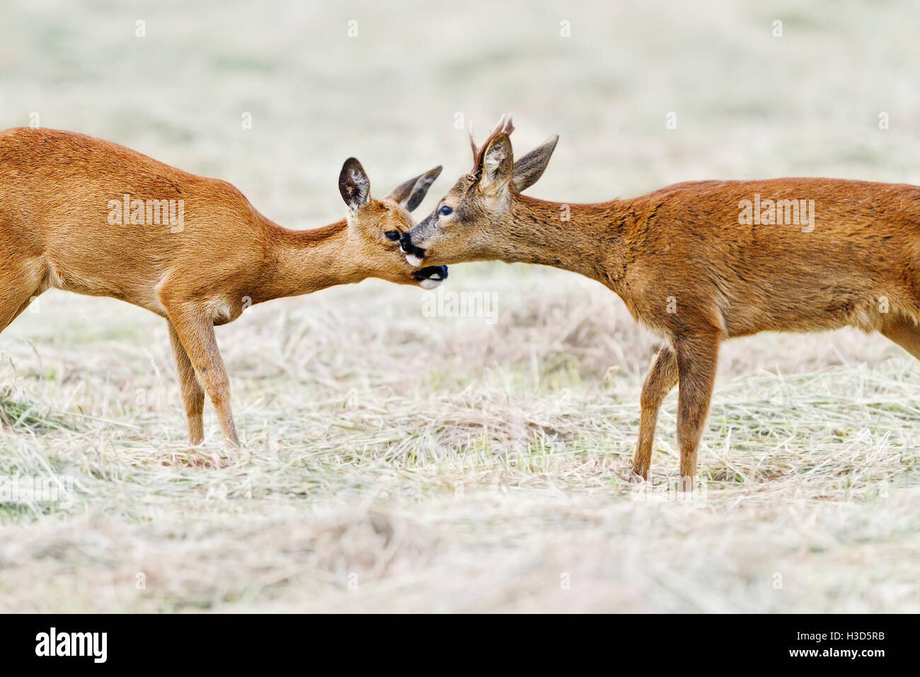 A pair of young Roe deer display playful courtship behaviour during the ...