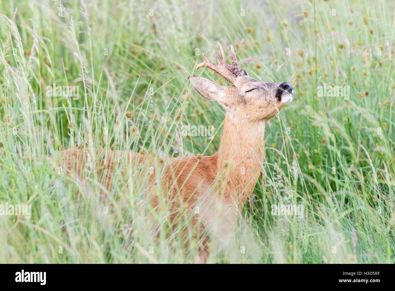 Mature adult Roe buck using his sense of smell to select which grass to eat in a summer pasture, Norfolk, England. Stock Photo