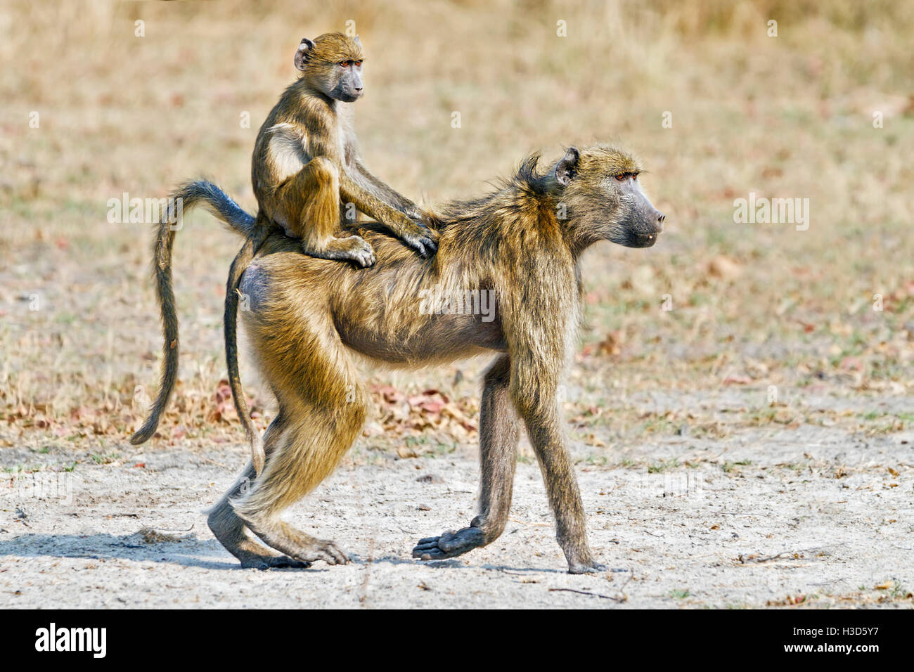 A juvenile Savanna baboon riding in the jockey position on its mother's ...