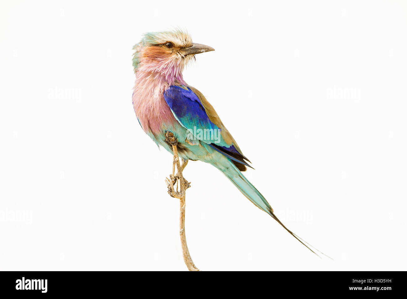 Lilac-breasted roller (Coracias caudatus) perched on a shrub, Chobe National Park, Botswana Stock Photo
