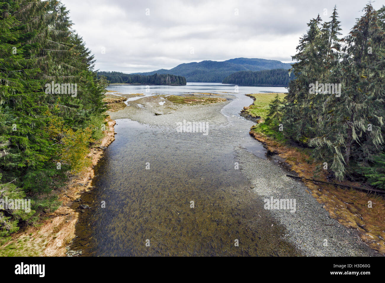 Thousands of Pink salmon leave the Pacific ocean on their epic journey to spawn in the streams of Tongass National Forest Alaska Stock Photo