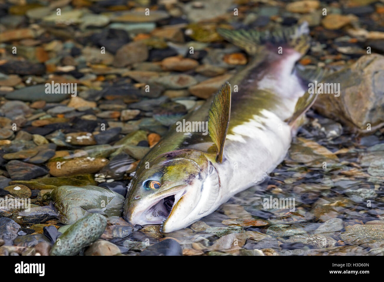 A Pink Salmon breaths its last after migrating from the Pacific Ocean to an Alaskan stream, Tongass National Forest, Alaska Stock Photo