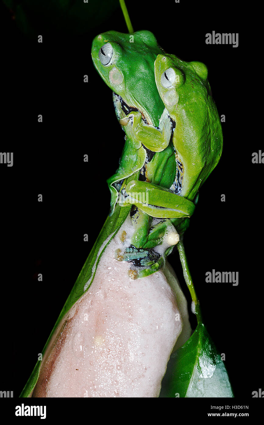 Mating pair of sexually dimorphic Norhayati's Flying Frog in amplexus in the tropical rainforest of Malaysia Stock Photo