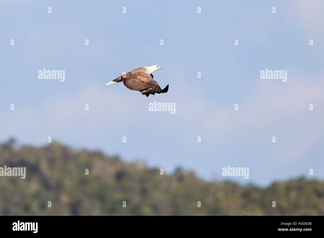 Adult White-bellied Sea Eagle flying over tropical mangrove forest on the island of Langkawi, Malaysia Stock Photo
