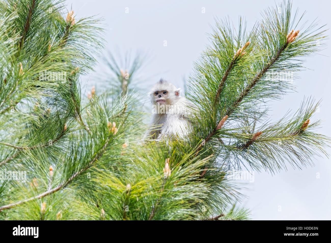 A young Black snub-nosed monkey sitting on the branches of a conifer tree in a Himalayan forest, Yunnan, China Stock Photo