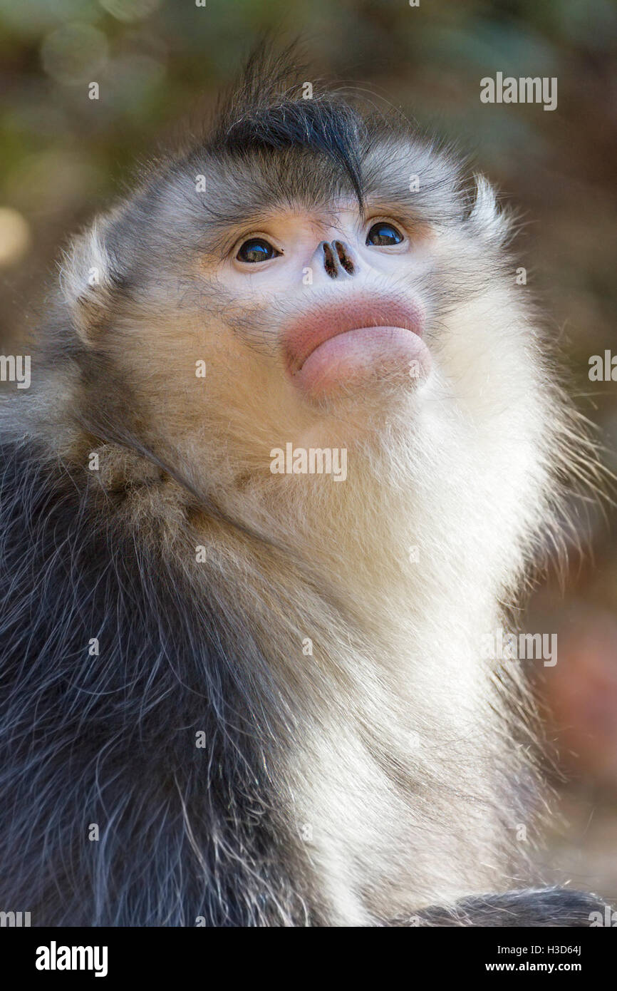 Hjælp Vejrudsigt udstilling Monkey lips hi-res stock photography and images - Alamy