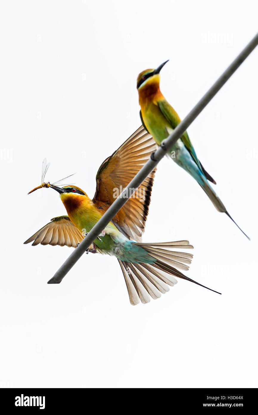 A pair of Blue-tailed bee-eaters engage in courtship behaviour on a rooftop antenna in urban Singapore Stock Photo