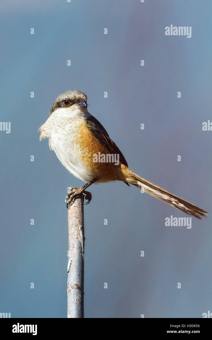 Grey-backed shrike (Lanius tephronotus) perching on a stick in farmland during the winter months, Yunnan, China Stock Photo
