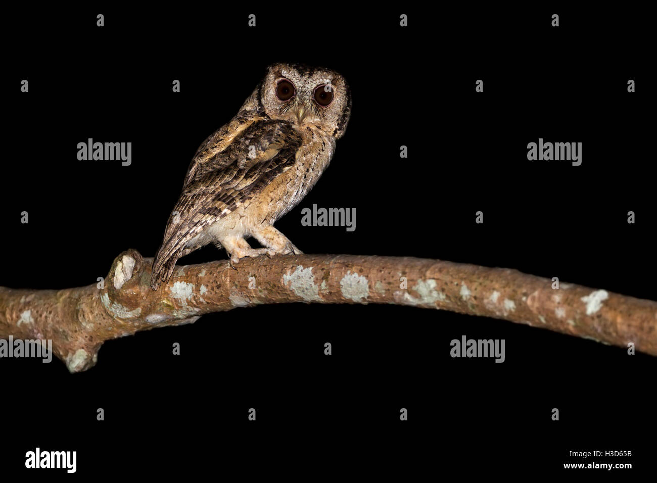 Collared Scops Owl (Otus lettia) perched on a branch in the tropical rainforest of Malaysia Stock Photo