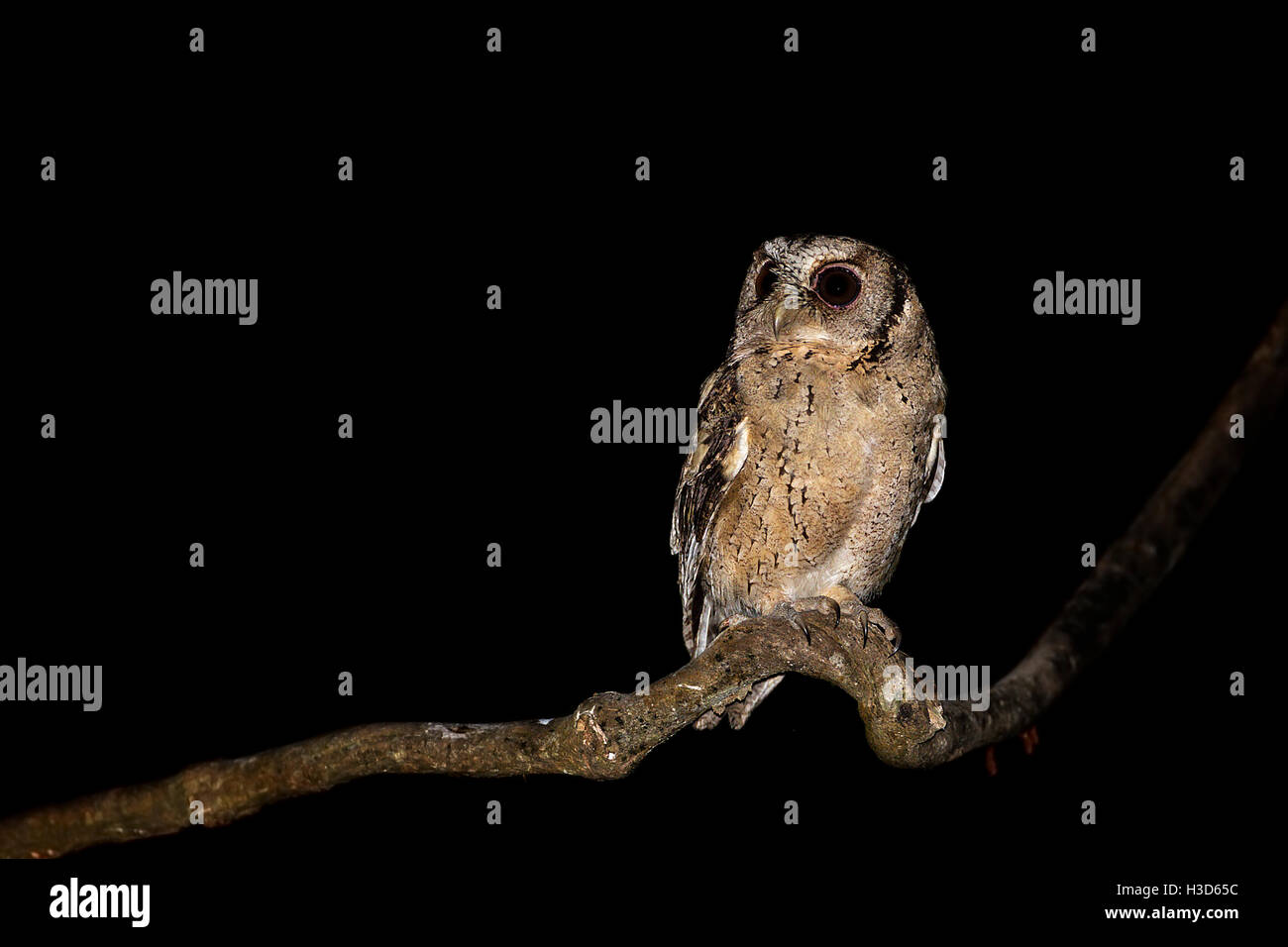 Collared Scops Owl (Otus lettia) perched on a branch in the tropical rainforest of Malaysia. Stock Photo