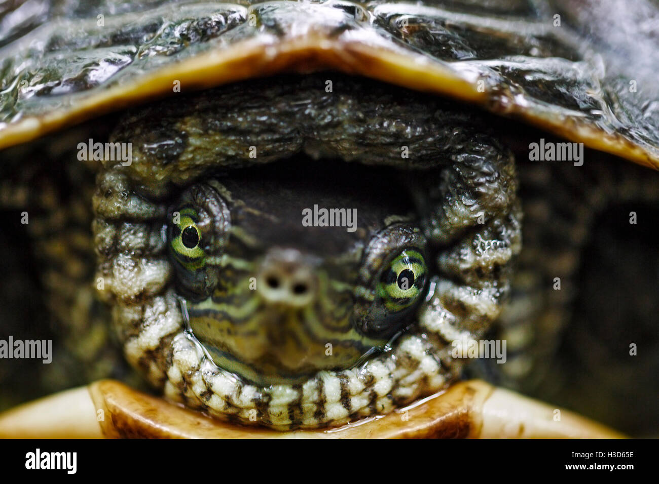 The endangered Chinese Striped-neck Turtle (Mauremys sinensis) in captivity at the Turtle Conservation Center, Vietnam Stock Photo