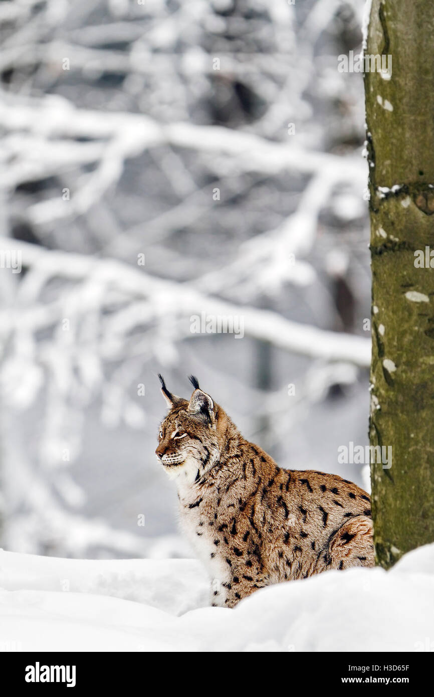 A captive Eurasian Lynx sits under a tree in the snow, Bavarian Forest, Germany Stock Photo
