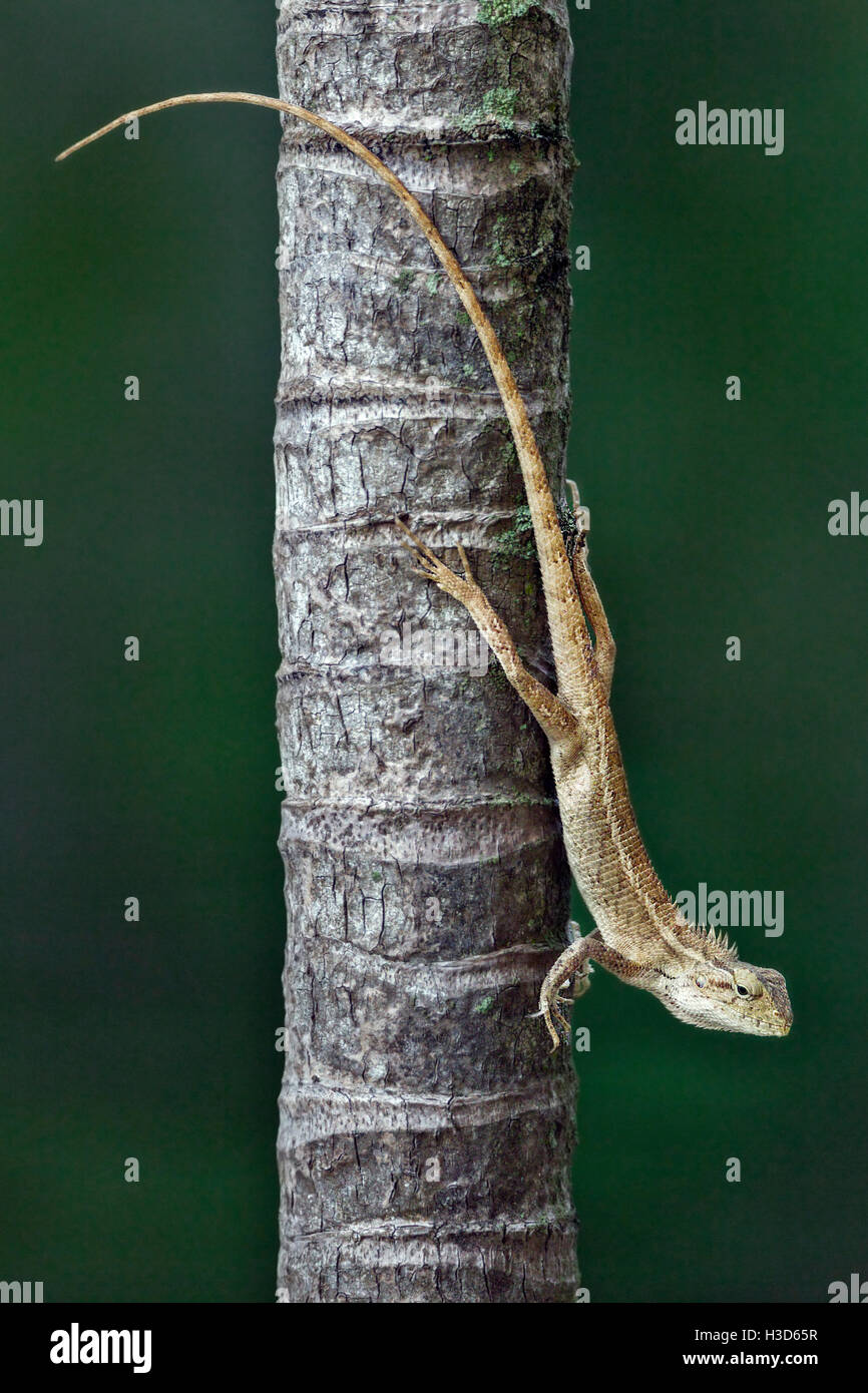 Changeable lizard on a tree, Singapore Stock Photo