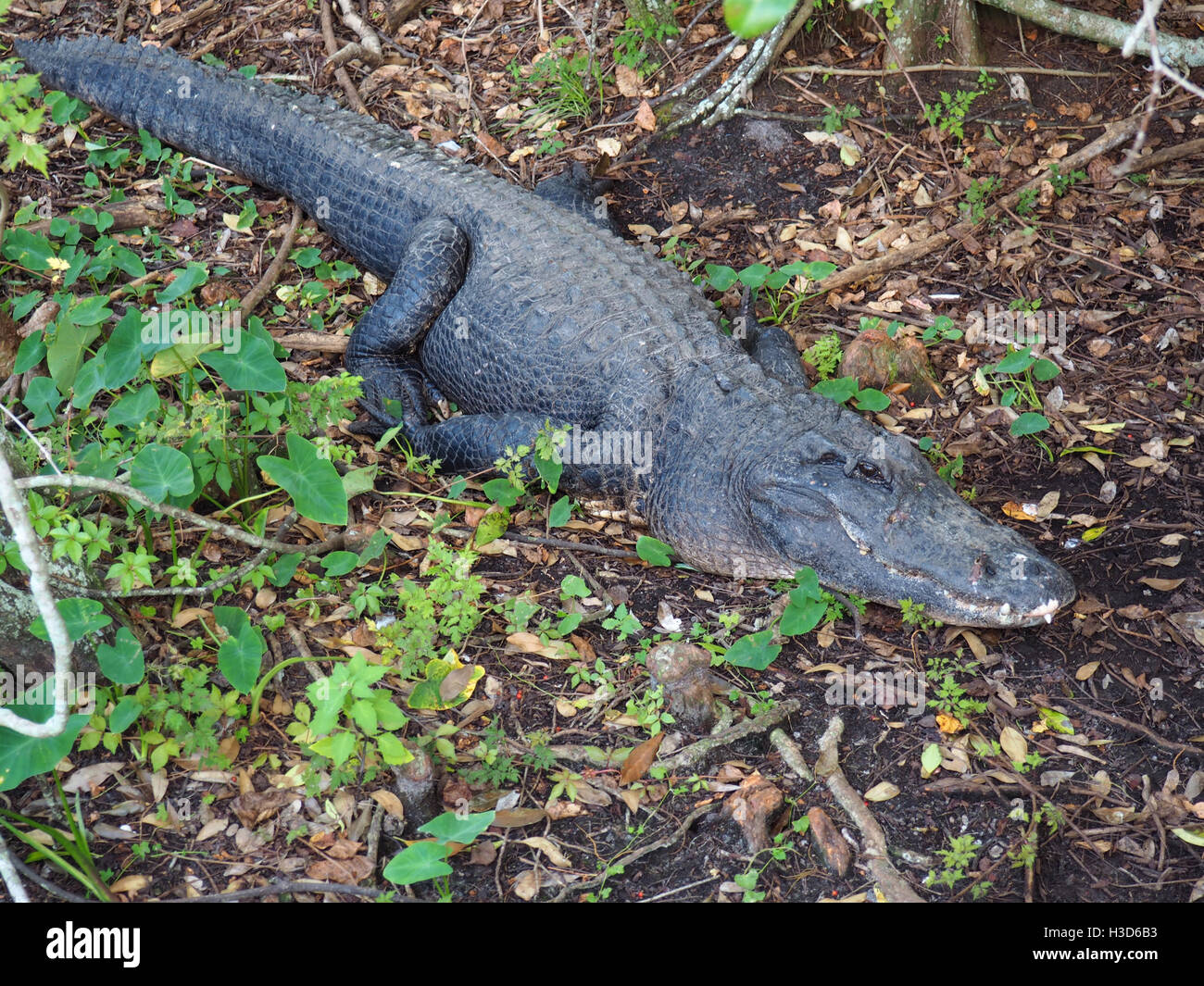closeup image of an alligator on land Stock Photo