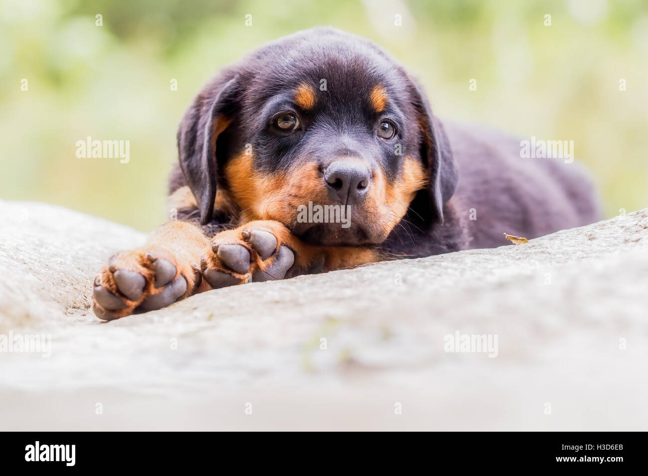 sad puppy purebred rottweiler on a white background Stock Photo - Alamy