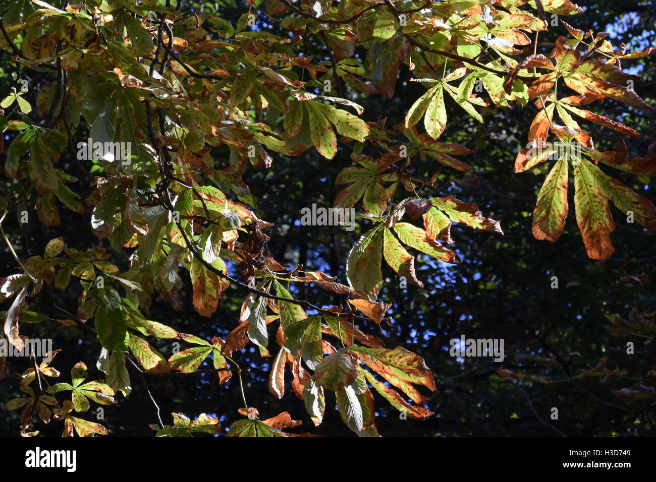 autumn leafs of a chest nut tree Stock Photo