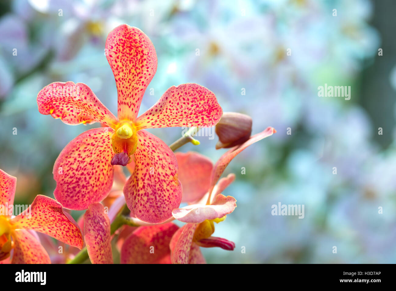 Orange Orchid Stock Photo