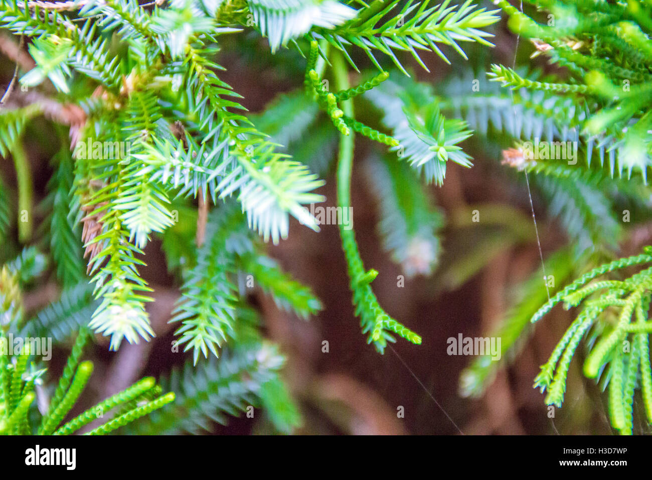 Closeup shot fir branches hi-res stock photography and images - Alamy
