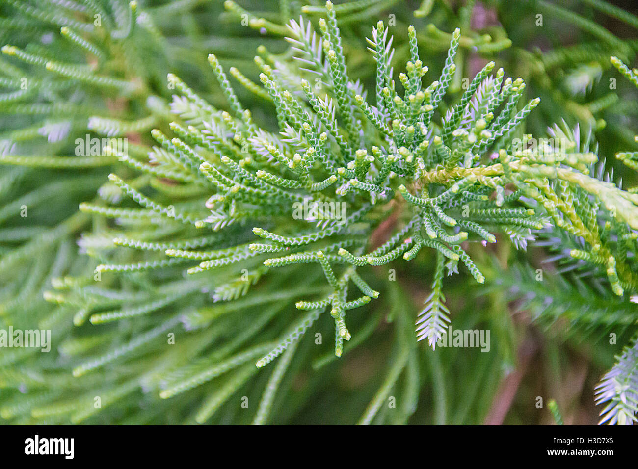 Green pine plant hi-res stock photography and images - Alamy