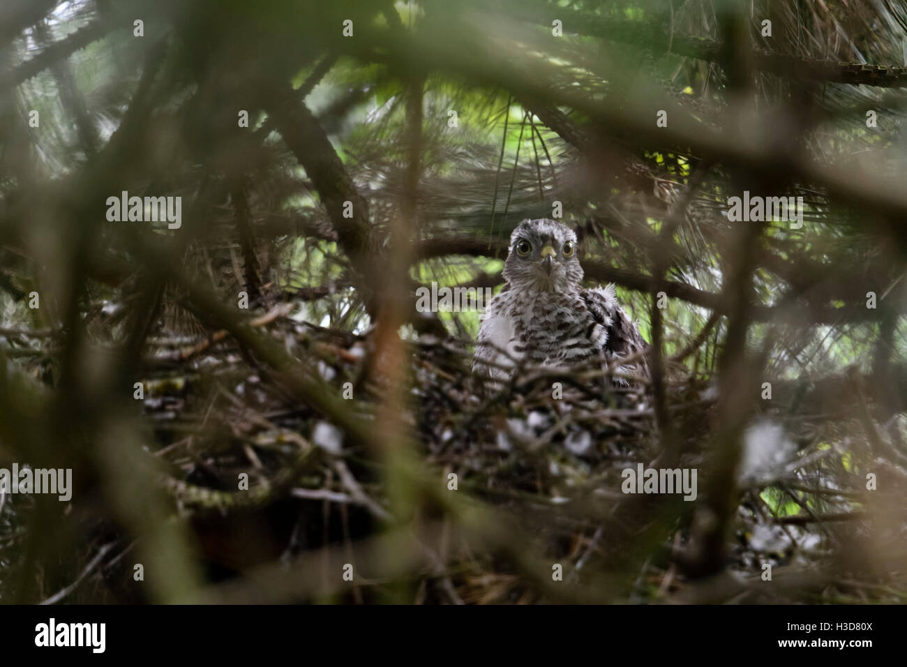 Sparrowhawk / Sperber ( Accipiter nisus ), cute young fledgling, in its hidden nest, high up in a pine tree. Stock Photo