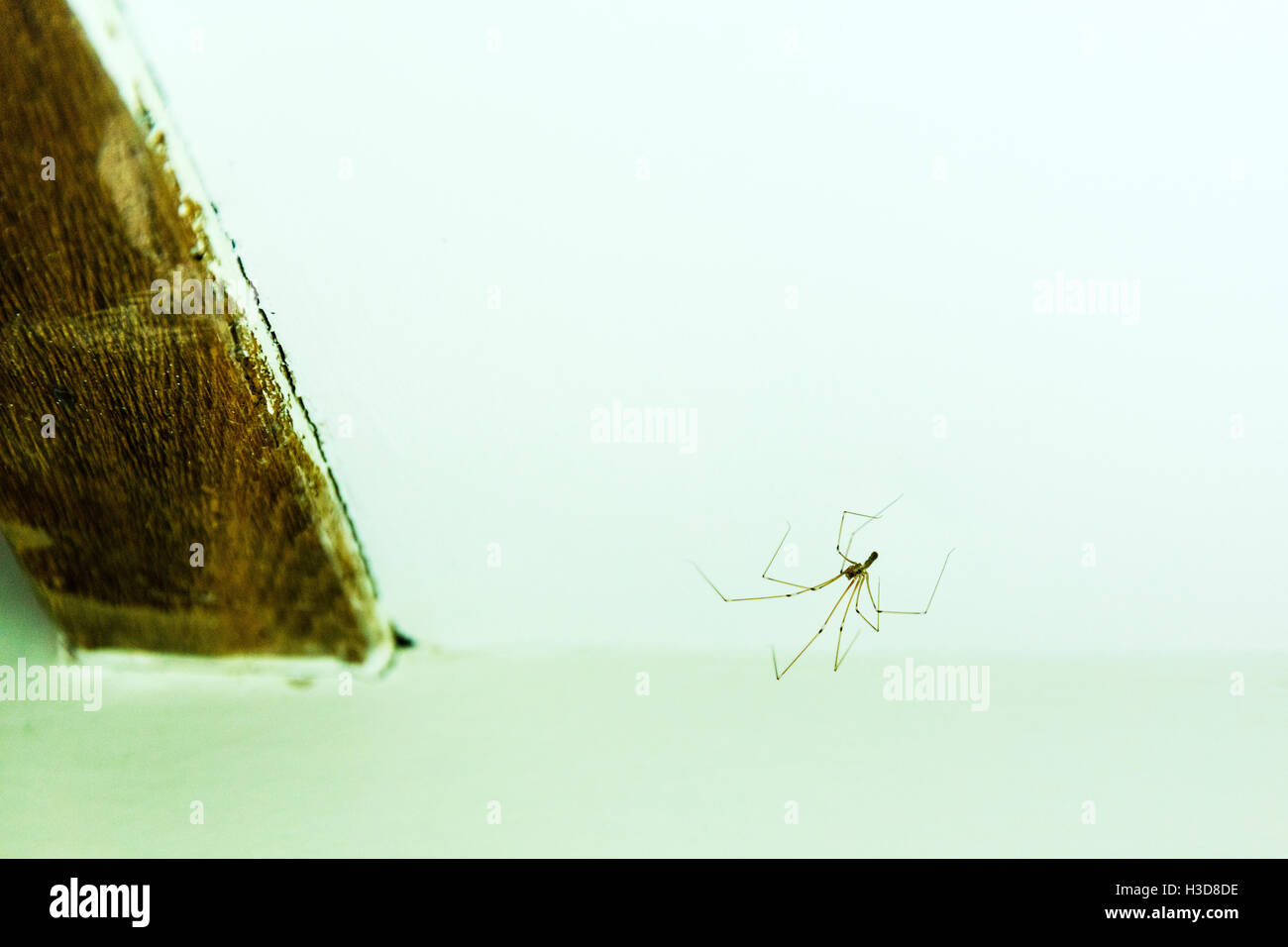 FAMILY PHOLCIDAE - Daddy long-leg Spiders