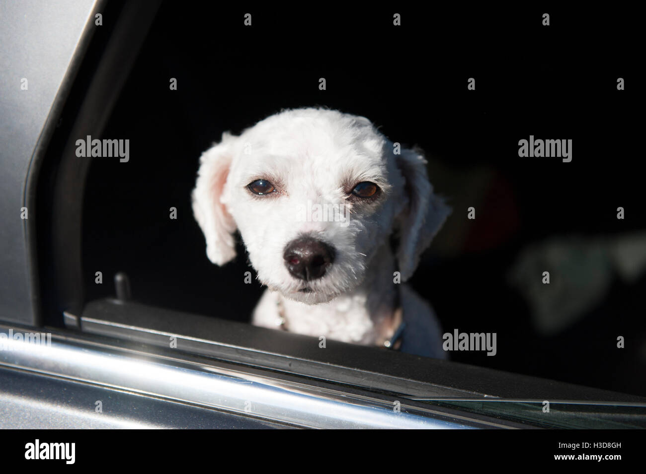 Taking the dogs in the car Stock Photo Alamy