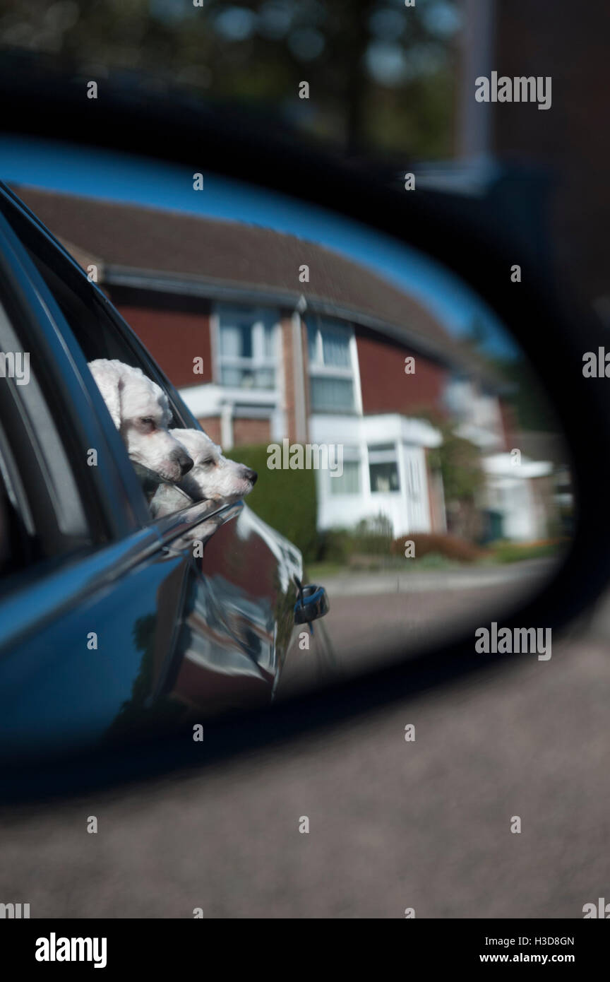 Taking the dogs in the car and taking a picture through the rear view ...