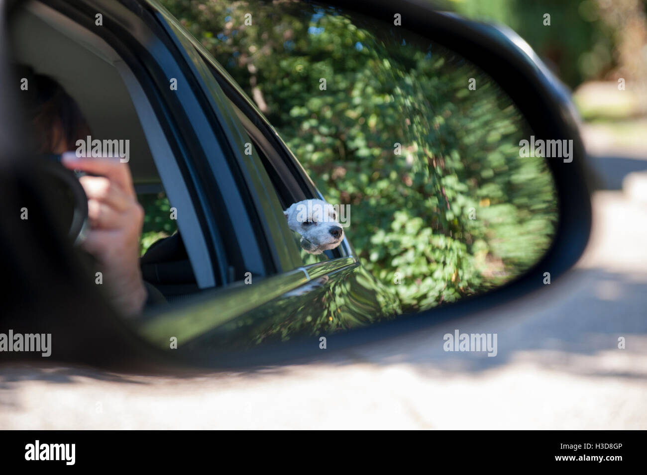 Taking the dogs in the car and taking a picture through the rear view ...