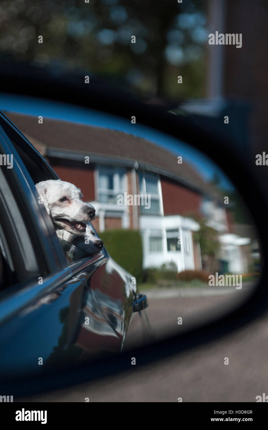 Taking the dogs in the car and taking a picture through the rear view ...