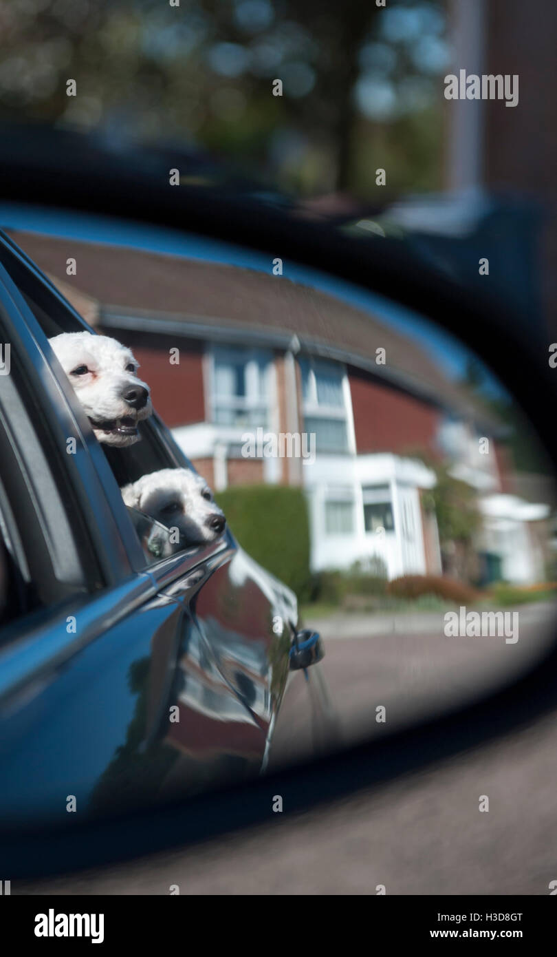 Taking the dogs in the car and taking a picture through the rear view ...