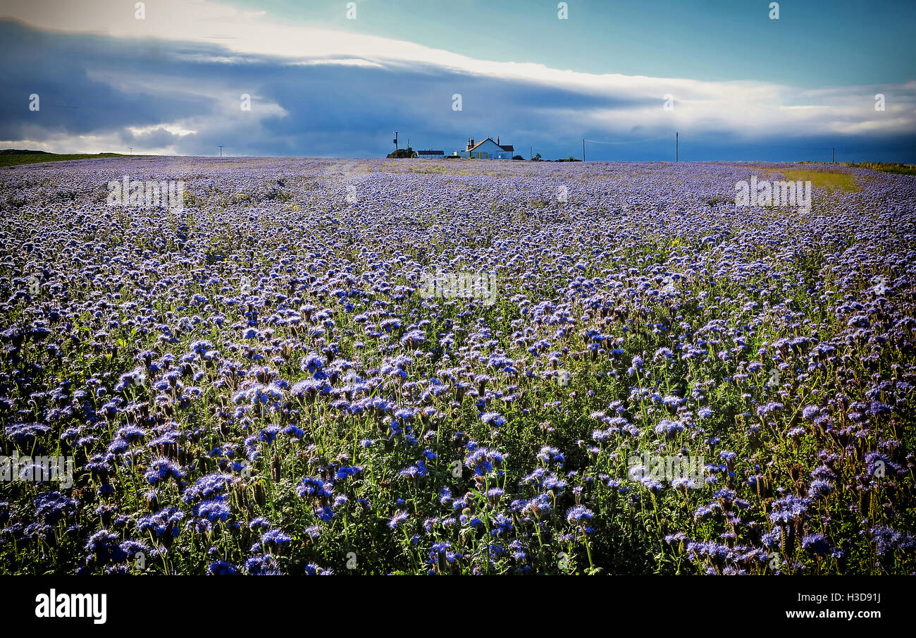 A surreal Northumbrian crop Stock Photo