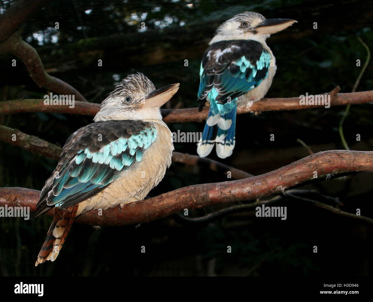 Female kookaburra hires stock photography and images Alamy