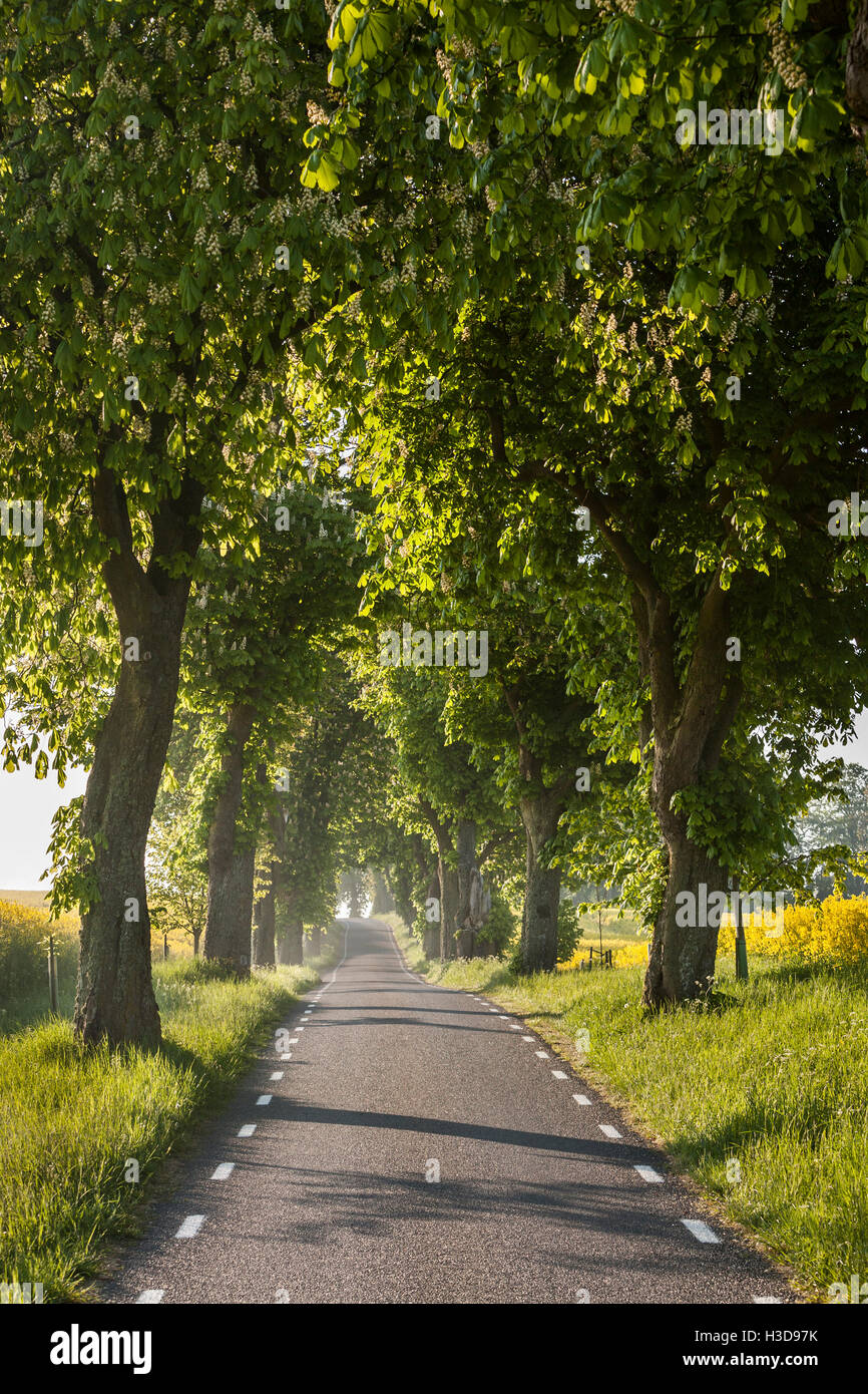 Avenue of chestnut trees line in Ruuthsbo, Ystad, Skane / Scania, Sweden. Stock Photo