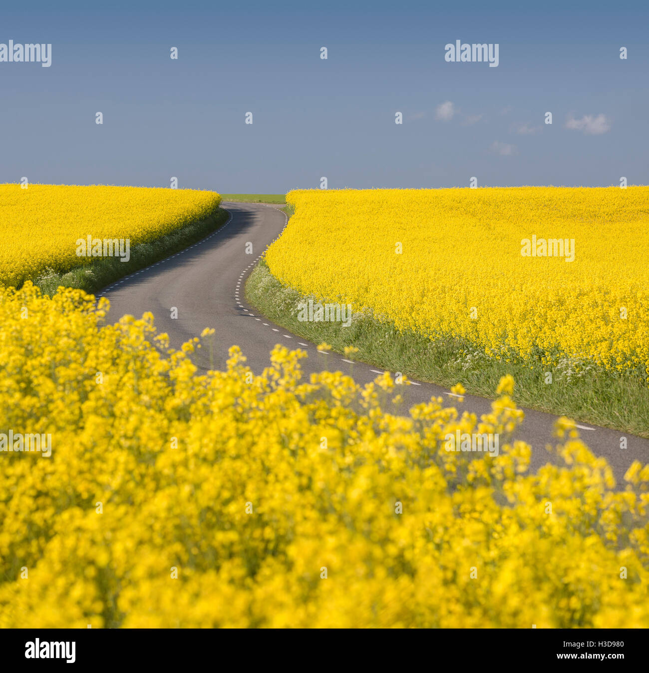Empty curvy road leading through yellow blooming rape fields (Brassica ...