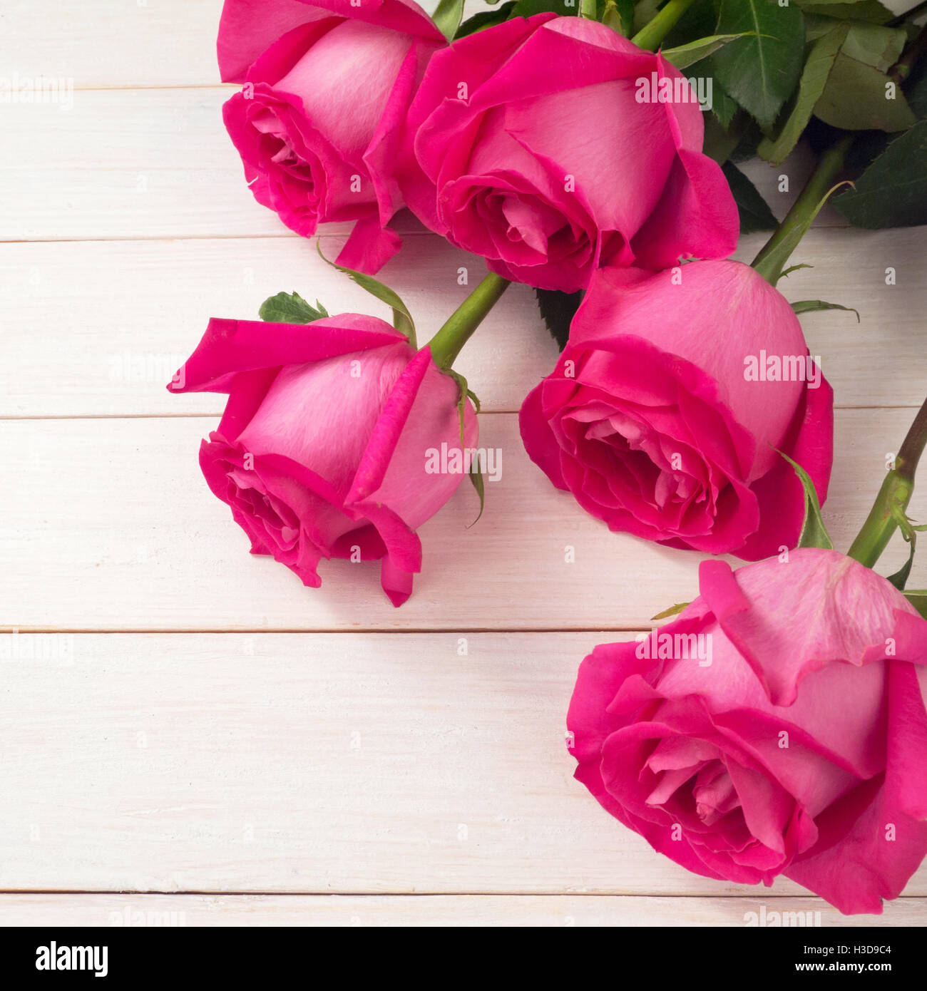 Hybrid tea roses on the white planks background Stock Photo