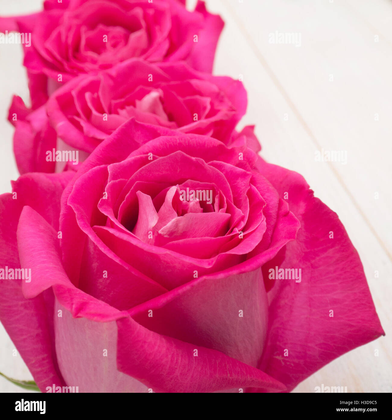 Pink hybrid tea roses closeup Stock Photo