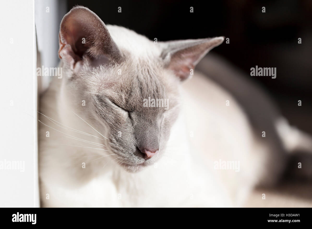 Blue point Siamese cat in the sun Stock Photo