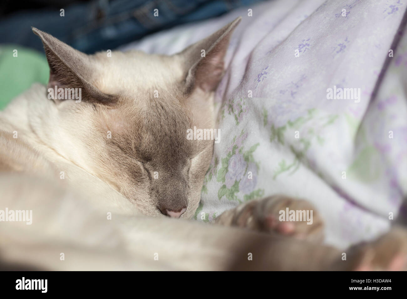 Sleepy Blue Point Siamese Stock Photo