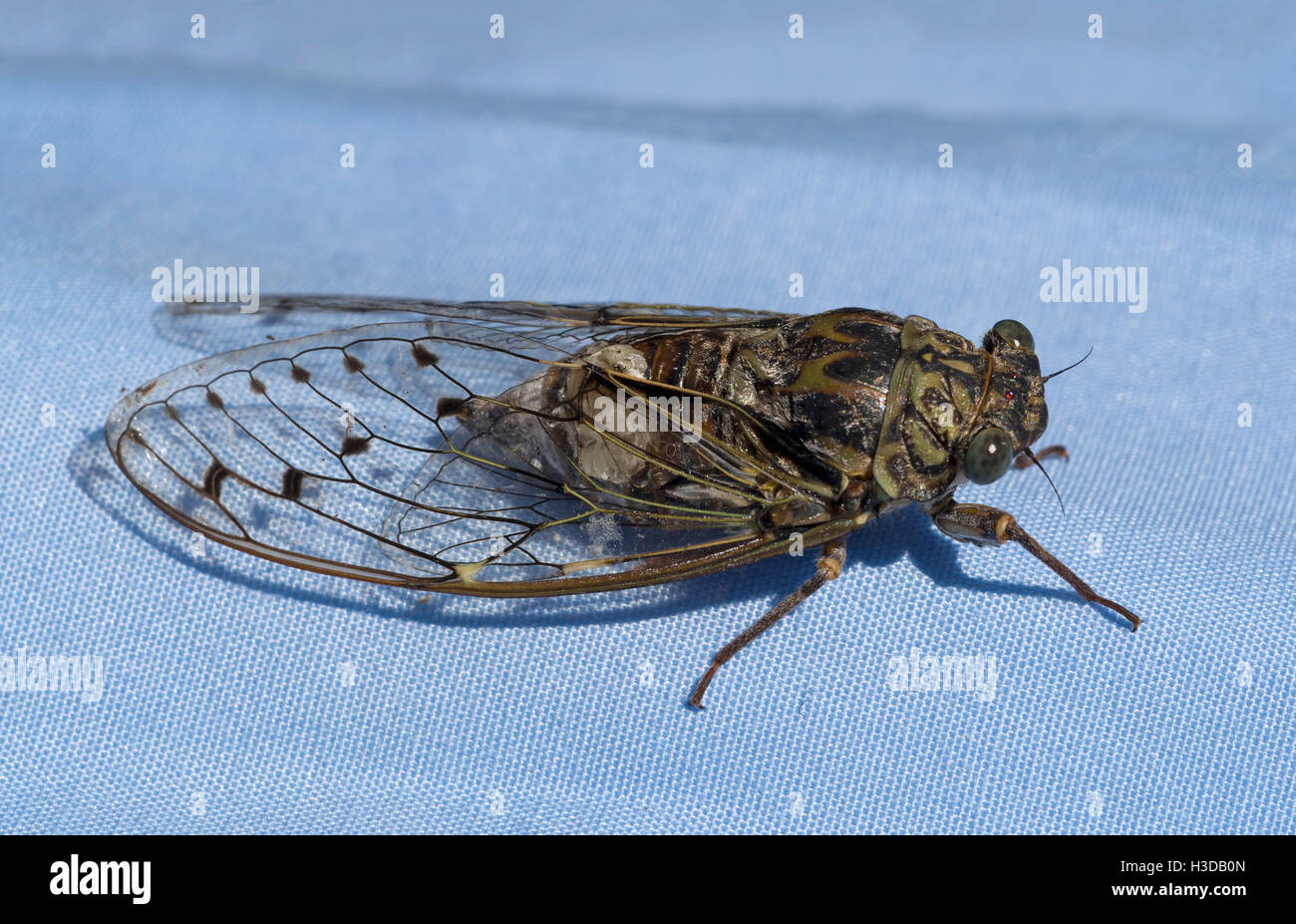 European Cicada - seems to have signs of fungus, maybe Massospora. Landed on my huband's blue shirt. Stock Photo