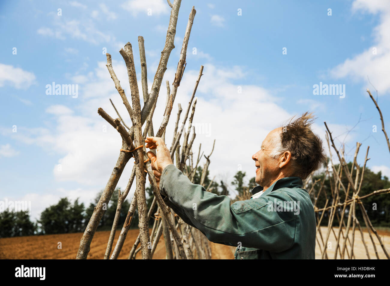 A man tying in poles in a line of bean pole supports. Stock Photo