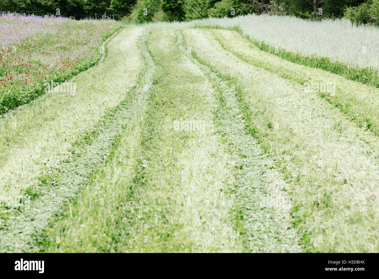 A swathe of cut grass, a path through tall grasses and flowers in a field. Stock Photo
