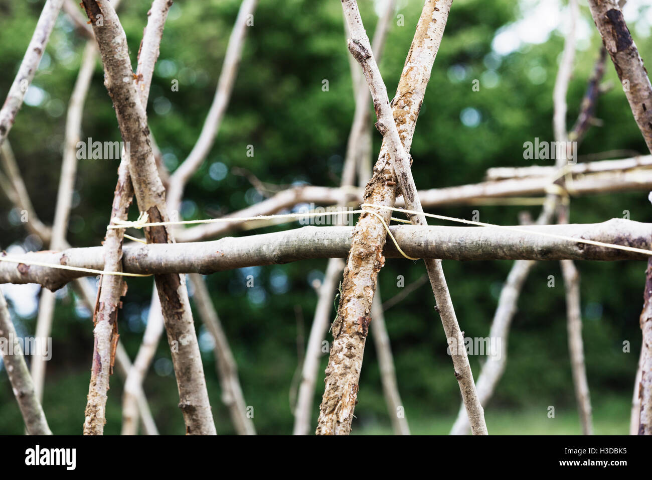 Trees Structures Stick Sticks arranged in a framework for supporting climbing plants Stock ...