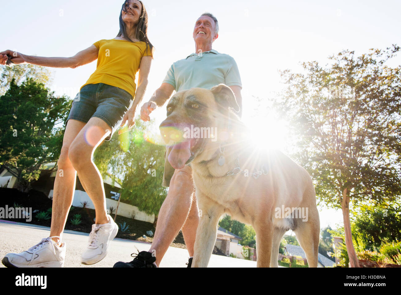 Senior couple wearing shorts walking their dog along a street in the sunshine. Stock Photo