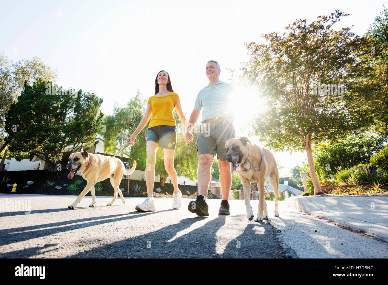 Senior couple wearing shorts walking their dogs along a street in the sunshine. Stock Photo